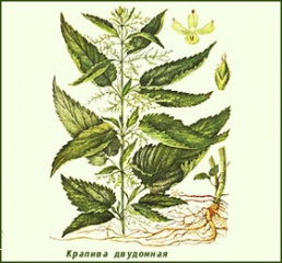 Доклад о крапива двудомная 980